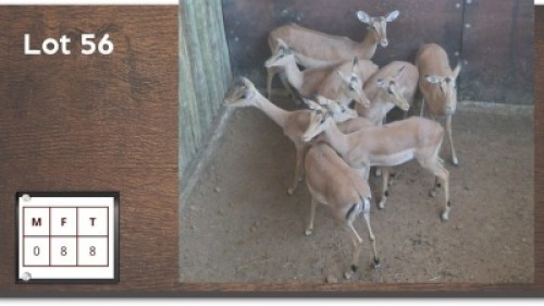 8X ROOIBOK V/F:8 (Per Piece to take the lot/Per stuk om lot te neem)
