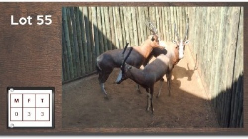3X BLESBOK V/F:3 (Per Piece to take the lot/Per stuk om lot te neem)