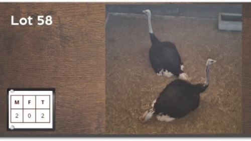 2X VOLSTRUIS M:2 (Per Piece to take the lot/Per stuk om lot te neem)