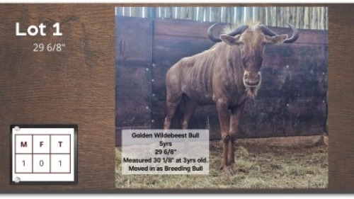 1X GOUE WILDEBEES 29 6/8" M:1
