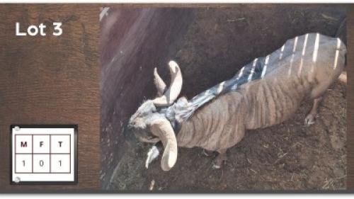 1X BLOUWILDEBEES M:1