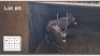 2X GEMSBOK M:2 (Per Piece to take the lot/Per stuk om lot te neem)
