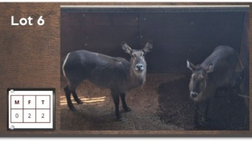 2X WATERBOK V/F:2 (Per Piece to take the lot/Per stuk om lot te neem)