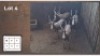4X BLESBOK M:4 (Per Piece to take the lot/Per stuk om lot te neem)