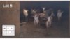 8X ROOIBOK V/F:8 (Per Piece to take the lot/Per stuk om lot te neem)