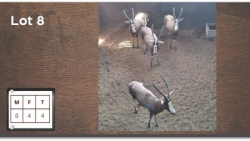 4X BLESBOK V/F:4 (Per Piece to take the lot/Per stuk om lot te neem)