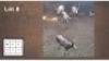 4X BLESBOK V/F:4 (Per Piece to take the lot/Per stuk om lot te neem)