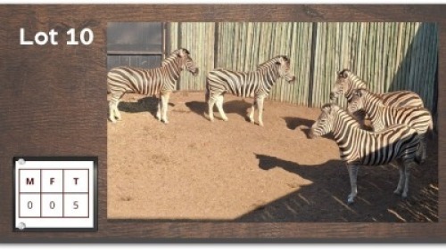 5X ZEBRA (Per Piece to take the lot/Per stuk om lot te neem)