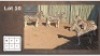 5X ZEBRA (Per Piece to take the lot/Per stuk om lot te neem)