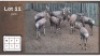 8X BLESBOK - Jonk (Per Piece to take the lot/Per stuk om lot te neem)
