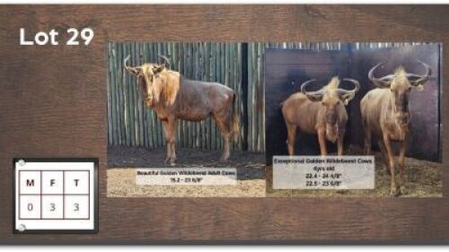 3X GOUE WILDEBEES V/F:3 (Per Piece to take the lot/Per stuk om lot te neem)