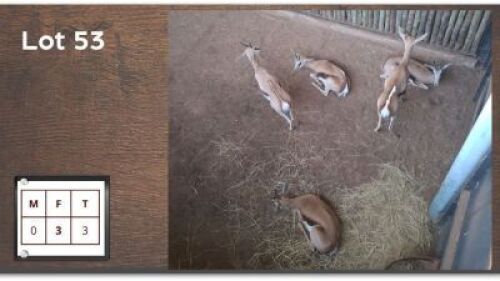 3X SPRINGBOK V/F:3 (Per Piece to take the lot/Per stuk om lot te neem)