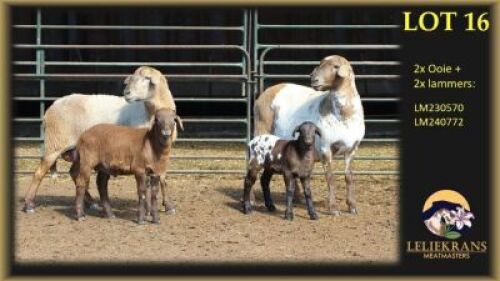 2+2 X MEATMASTER EWE Leliekrans Meatmasters (Per animal to take the lot)
