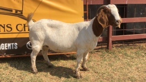 1 X BOER GOAT DOE Tsokwane Farm