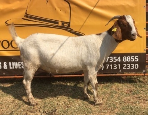 1 X BOER GOAT DOE Tsokwane Farm