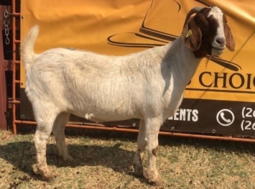 1 X BOER GOAT DOE Tsokwane Farm