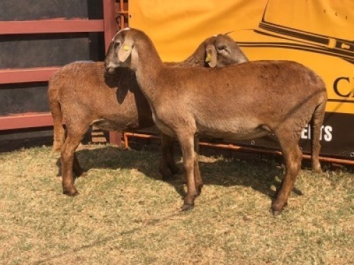 2 X MEAT MASTER EWE Tsokwane Farm (Per animal to take the lot)