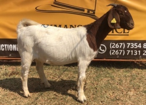 1 X BOER GOAT DOE Tsokwane Farm