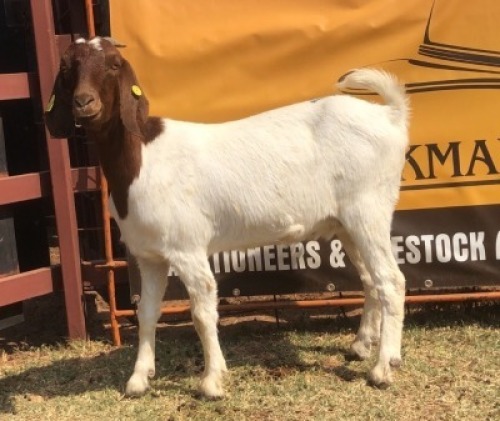 1 X BOER GOAT DOE Tsokwane Farm