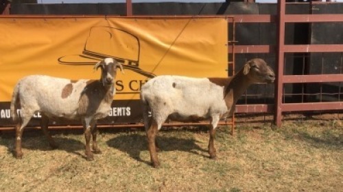 2 X MEAT MASTER EWE Tsokwane Farm (Per animal to take the lot)
