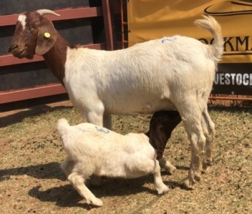 1+1 X BOER GOAT DOE & KID Tsokwane Farm