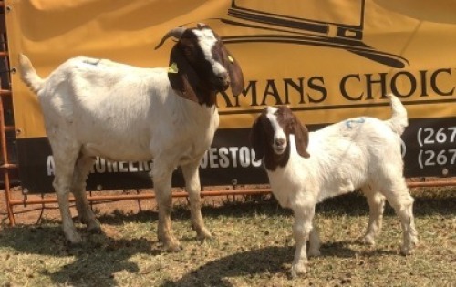 1+1 X BOERGOAT DOE & KID Tsokwane Farm