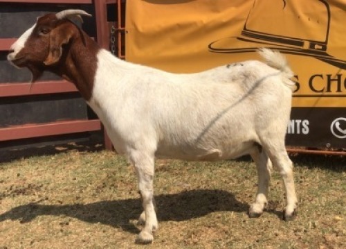 1 X BOER GOAT DOE Tsokwane Farm