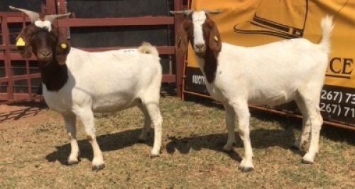 1 X BOER GOAT DOE Tsokwane Farm
