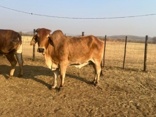 1 X RED BRAHMAN COW Tsokwane Farm
