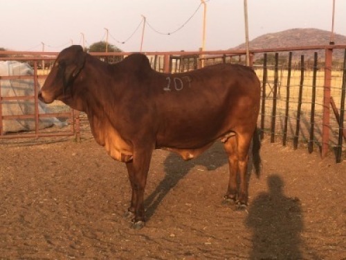 1 X RED BRAHMAN COW Tsokwane Farm