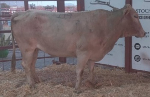 1 X COMMERCIAL COW Tsokwane Farm