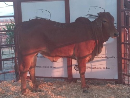 1 X RED BRAHMAN HEIFER Tsokwane Farm