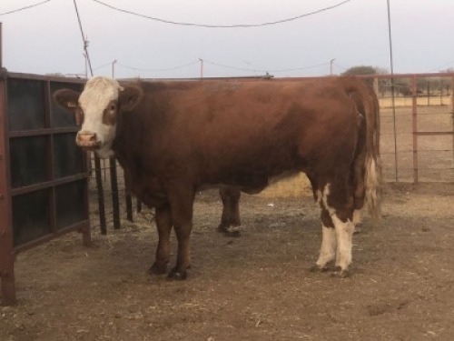 1 X SIMMENTAL COW Tsokwane Farm