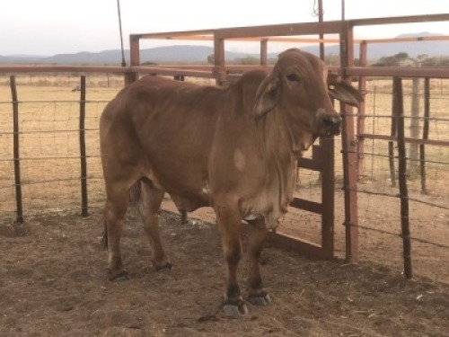 1 X RED BRAHMAN COW Tsokwane Farm