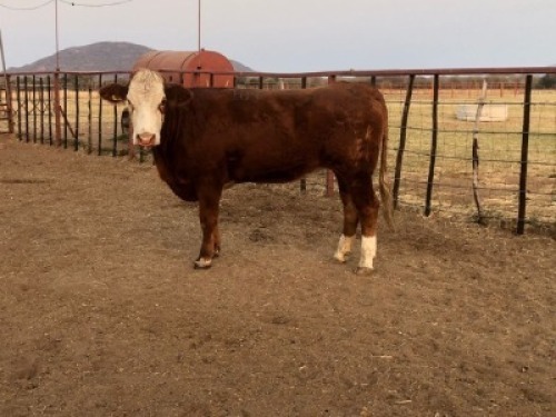 1 X SIMMENTAL COW Tsokwane Farm