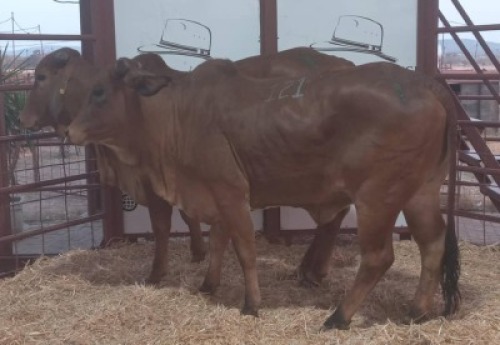 2 X RED BRAHMAN HEIFER Tsokwane Farm (Per animal to take the lot)