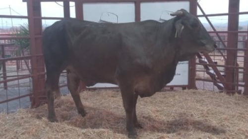 1 X SIMBRA COW Tsokwane Farm