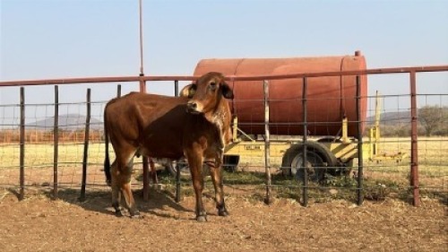 1 X RED BRAHMAN COW Tsokwane Farm