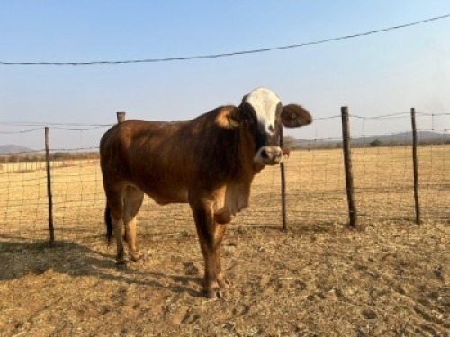 1 X SIMBRA HEIFER Tsokwane Farm