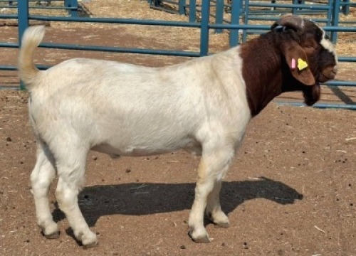 1 X BOER GOAT BUCK Toy Katjiova