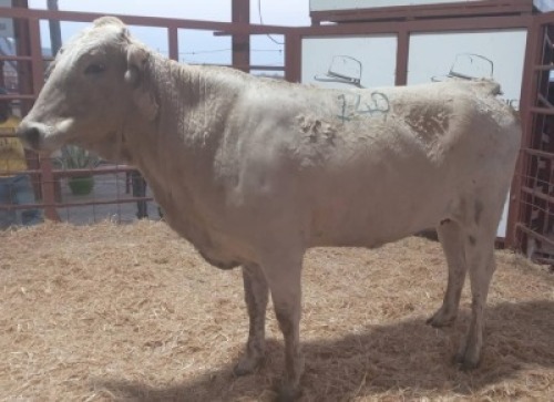 1 X CHABRAY COW Tsokwane Farm