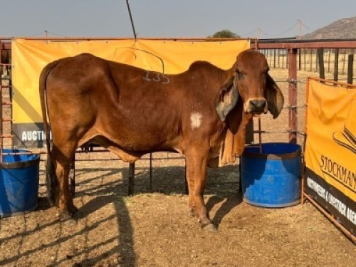 1 X RED BRAHMAN COW Tsokwane Farm (Per animal to take the lot)