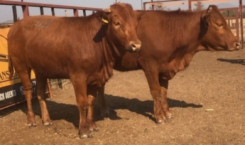 2 X BEEFMASTER HEIFER Tsokwane Farm (Per animal to take the lot)