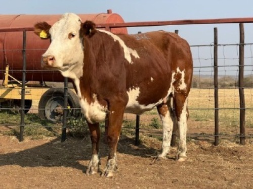 1 X SIMMENTAL COW Tsokwane Farm