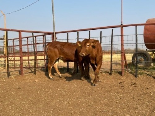 2 X COMMERCIAL HEIFER Tsokwane Farm (Per animal to take the lot)