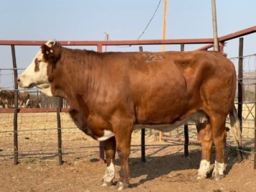 1 X SIMMENTAL COW Tsokwane Farm