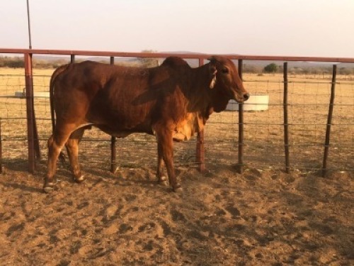 1 X RED BRAHMAN COW Tsokwane Farm