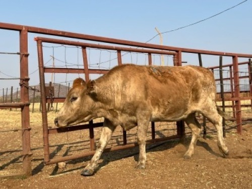 2 X COMMERCIAL COW Tsokwane Farm (Per animal to take the lot)