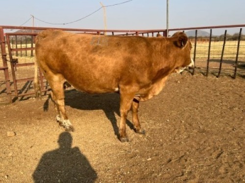 1 X SIMMENTAL COW Tsokwane Farm