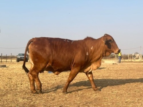 1 X RED BRAHMAN COW Tsokwane Farm